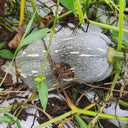 Baby Pumpkin Seeds, 10 Seeds