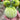 U2613 Green Persimmon Tomato, 100 Seeds