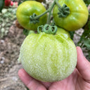 U2613 Green Persimmon Tomato, 100 Seeds