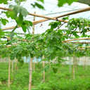'Kainong Chunbao' Bitter Gourd Seeds, 50 Seeds
