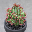 Pincushion Euphorbia, 4-5cm
