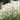 U2223 Long Feathery Fountain Grass, 20 Seeds