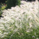 U2223 Long Feathery Fountain Grass, 20 Seeds