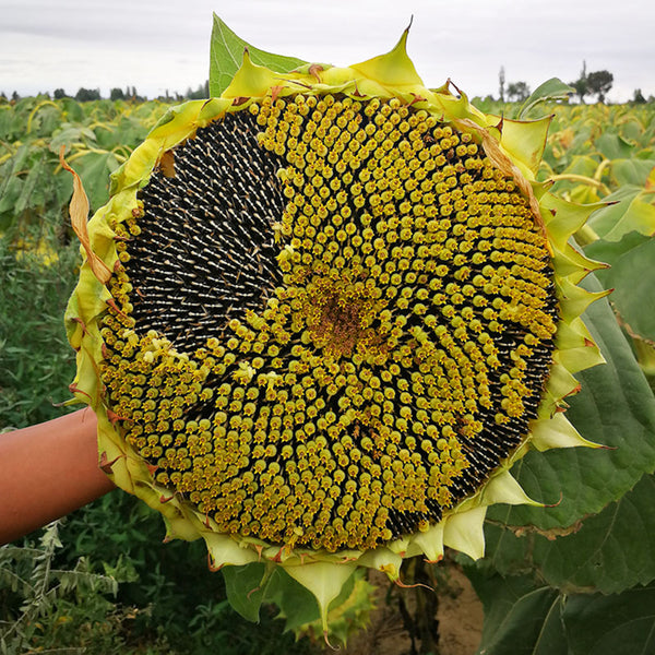 Super Giant Edible Sunflower Seeds, 10g