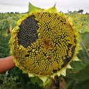Super Giant Edible Sunflower Seeds, 10g