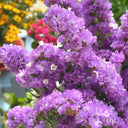 Cut Flower Forget-me-not, 30 Seeds