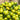 Dream Green Sweet 2 F1 Tomato, 5 Seeds