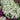 Mountain Sandwort, 10 Seeds