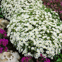 Mountain Sandwort, 10 Seeds