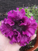 Petunia Seeds, 'Superbissima Nana Wine Red'