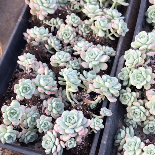 Echeveria Crassula Var 4.0, 1pc x 3-5 heads