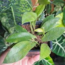 Hoya walliniana, 5 Cuttings