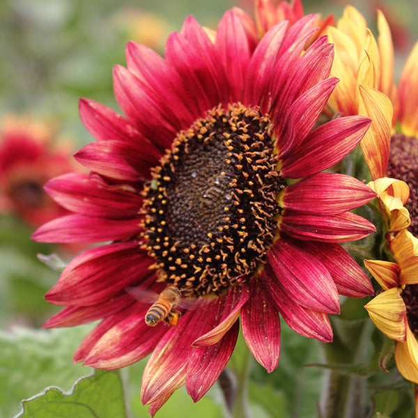 HEL27 Cherry Red Sunflower, 100 Seeds