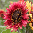 HEL27 Cherry Red Sunflower, 100 Seeds