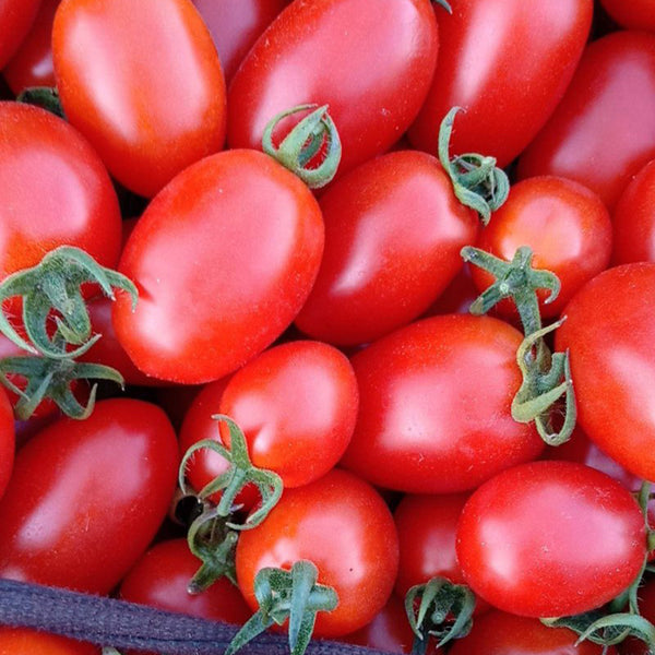 Red Saint Cherry Tomato, 100 Seeds