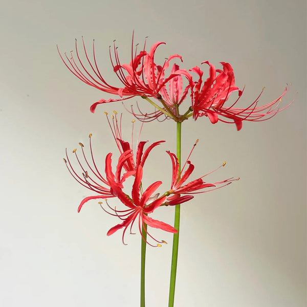Blood Red Chunxiao Lycoris, 1 Bulb