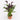 'Shelby' Calla Lily, 16/18cm Circumference, 1 Bulb