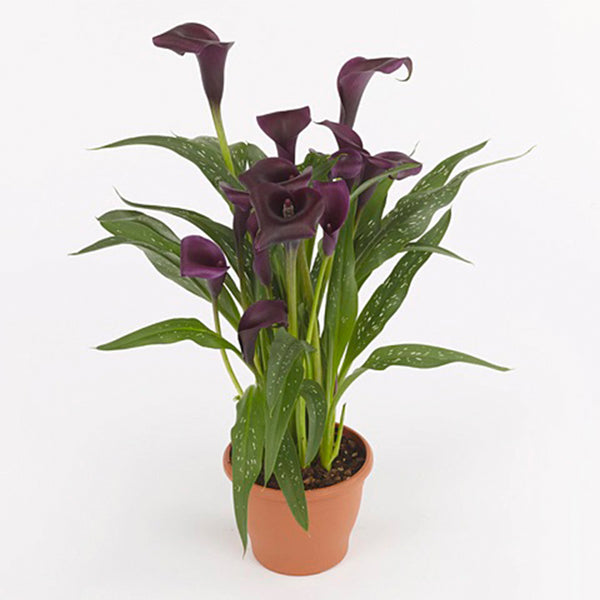 'Shelby' Calla Lily, 16/18cm Circumference, 1 Bulb