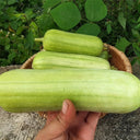 Baipangwa White Luffa Seeds, 10 Seeds