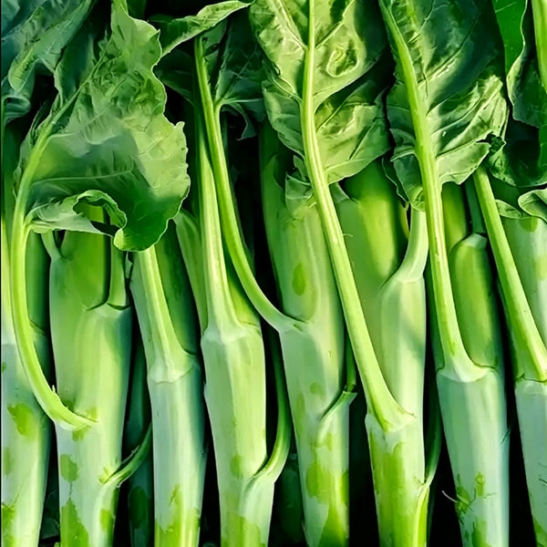 'Jiemei Thick Stem' Chinese Kale Seeds, 20g