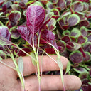 Xishuai Red Amaranth Seeds, 5g