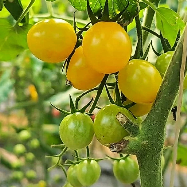 Charlotte F1 Tomato, 5 Seeds
