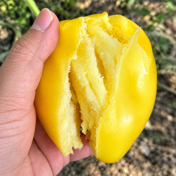 U2607 Yellow Mango Honey Tomato, 10 Seeds