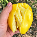 U2607 Yellow Mango Honey Tomato, 10 Seeds