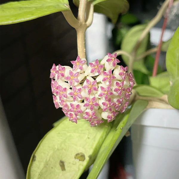 Hoya icensis, 3 Cuttings