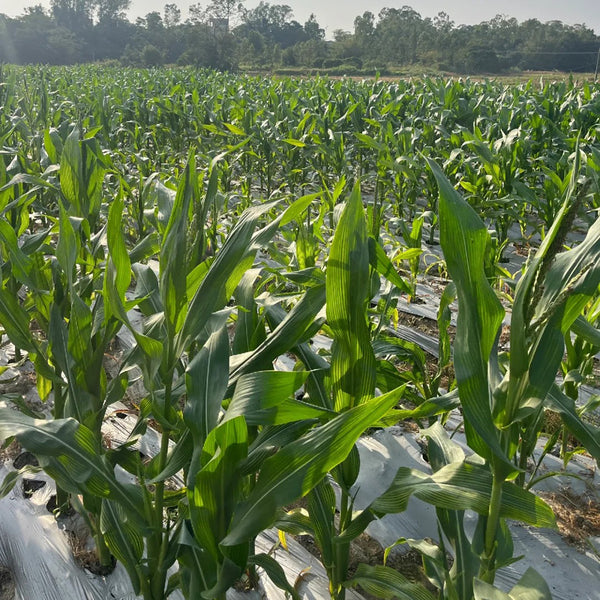 'Caitiannuo No. 6' Waxy Corn Seeds