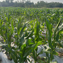 'Caitiannuo No. 6' Waxy Corn Seeds
