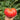 Ruby Star Tomato, 5 Seeds