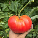 Ruby Star Tomato, 5 Seeds
