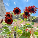 HEL09 Red Sunflower, 100 Seeds