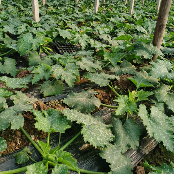 Summit Zucchini Seeds, 10g