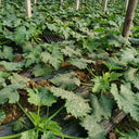 Summit Zucchini Seeds, 10g