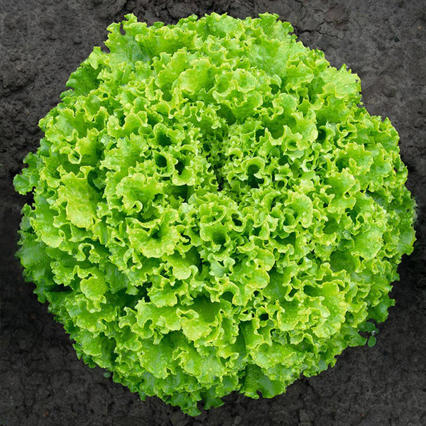 'Dasusheng' Lettuce Seeds, 10g