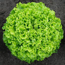 'Dasusheng' Lettuce Seeds, 10g