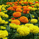 African Marigold (Tagetes erecta) Seeds, 500 Seeds