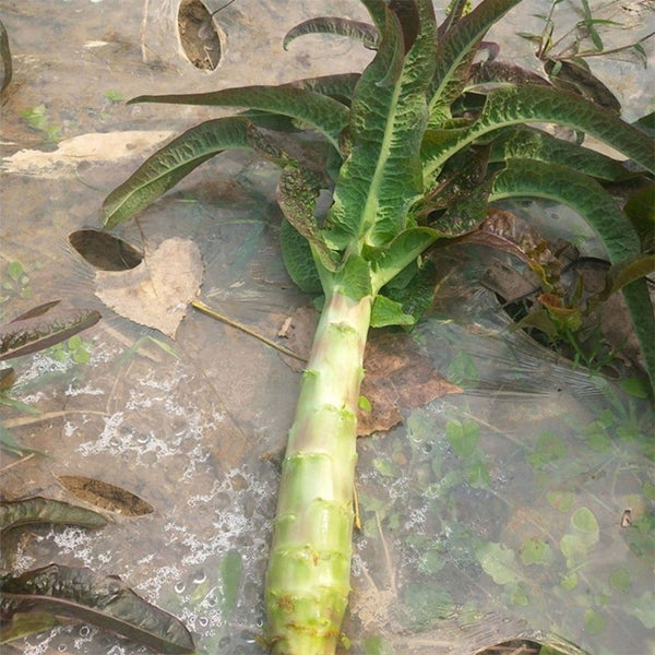 'Xiangsihong' Stem Lettuce Seeds, 10g