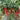 Spicy Red Line Pepper Seeds, 0.5g
