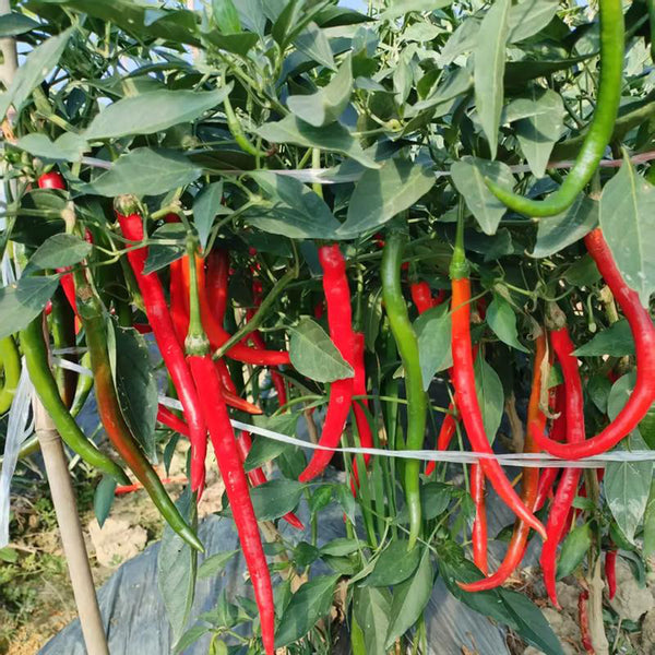 Spicy Red Line Pepper Seeds, 0.5g