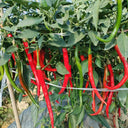 Spicy Red Line Pepper Seeds, 0.5g
