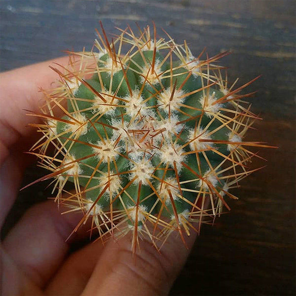 Melocactus broadwayi, 3-4cm