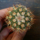 Melocactus broadwayi, 3-4cm