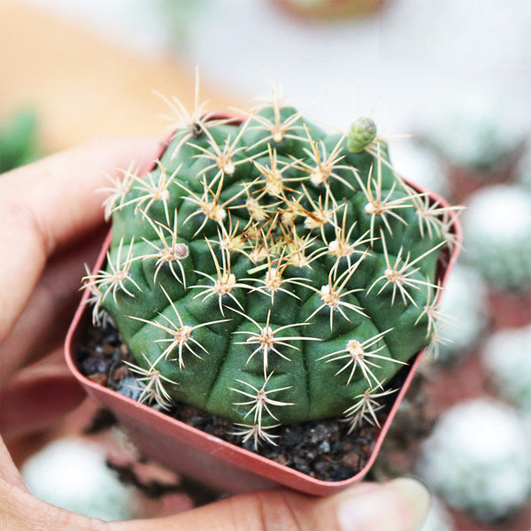 Gymnocalycium anisitsii, 3-4cm