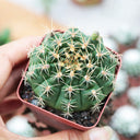 Gymnocalycium anisitsii, 3-4cm