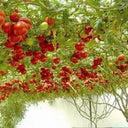 Shouguang Tomato Tree Seeds, 5 Seeds