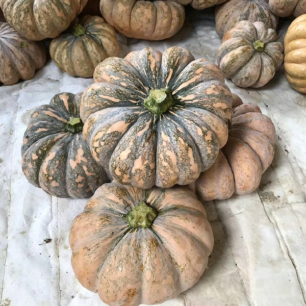 'Jing Xiangmi 201' Pumpkin, 15 Seeds