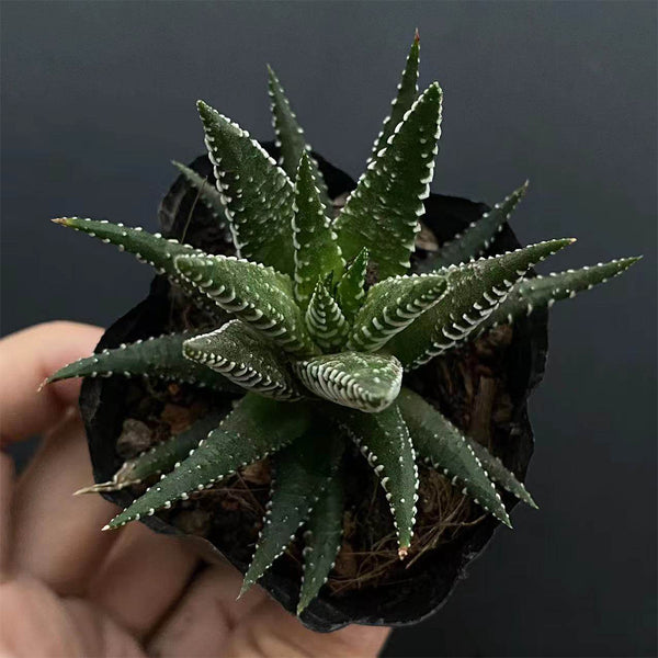 Haworthiopsis fasciata, 3-4cm
